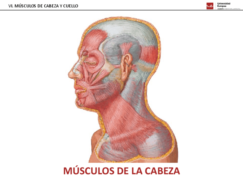 Miniatura del documento 06.-MIOLOGIA-DE-CABEZA-Y-CUELLO2.pdf