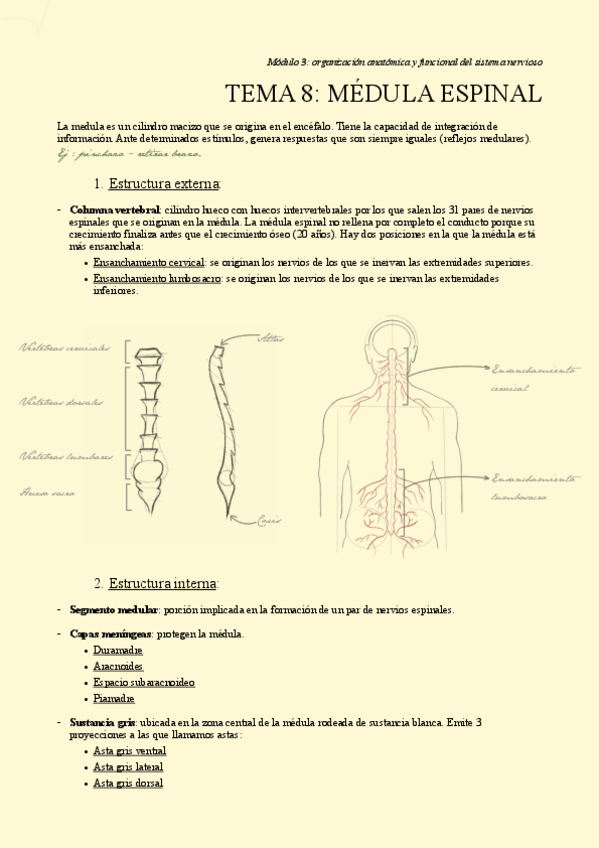 Miniatura del documento TEMA-8.-Medula-espinal.pdf