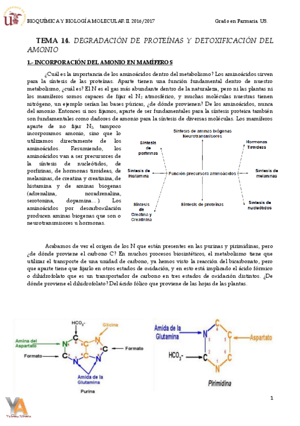 Miniatura del documento TEMA 14 DEGRADACIÓN DE PROTEÍNAS Y DETOXIFICACIÓN DEL AMONIO.pdf