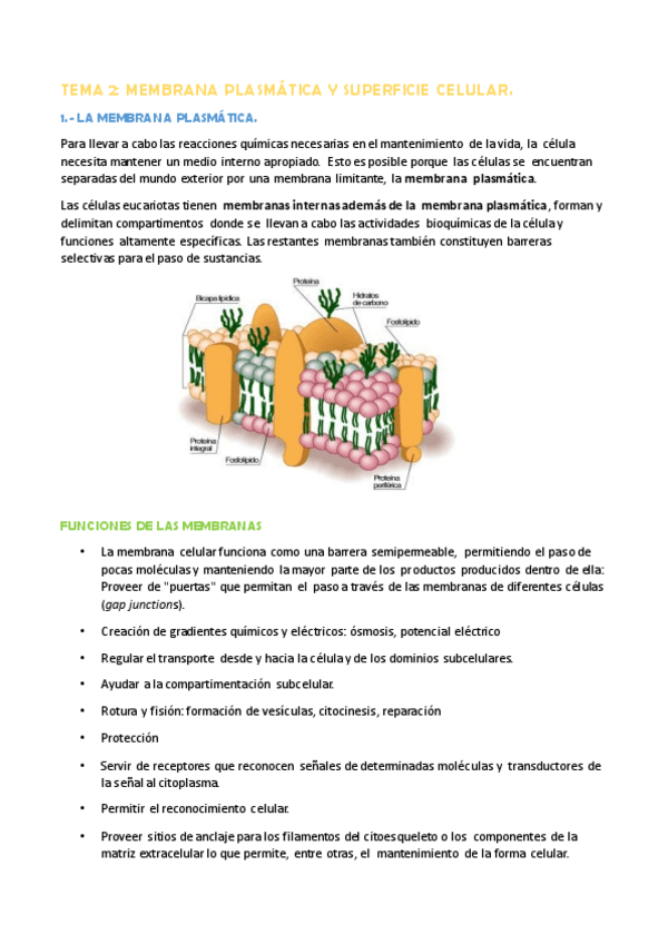 Miniatura del documento TEMA 2.- LA MEMBRANA PLASMÁTICA.pdf