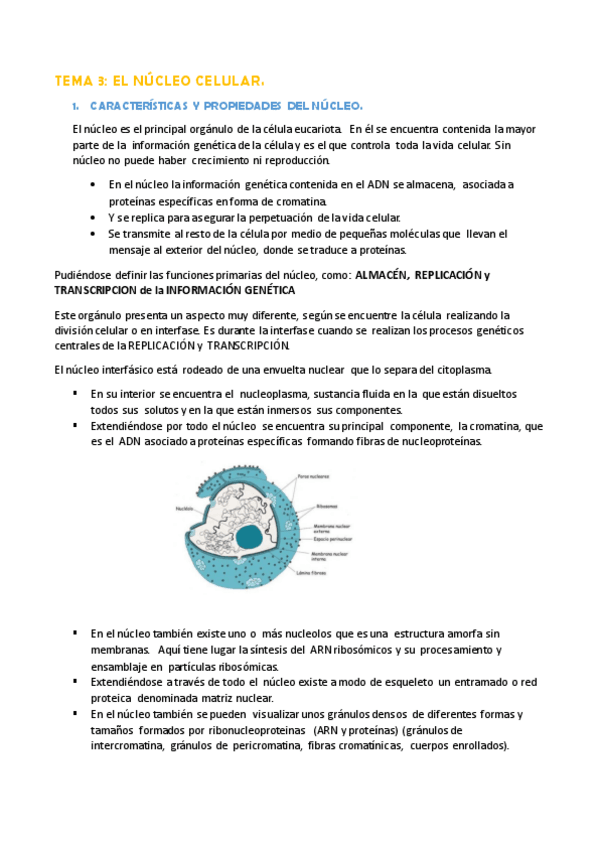 Miniatura del documento TEMA 3.- EL NÚCLEO (corregido).pdf