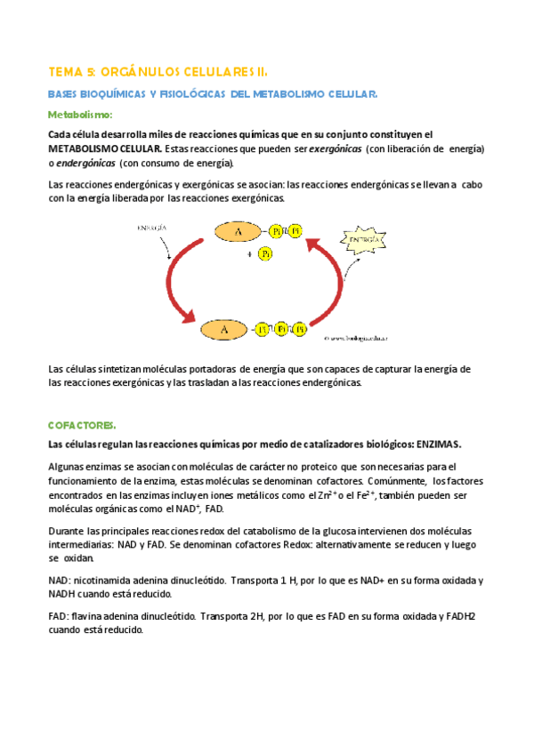 Miniatura del documento TEMA 5.- LOS ORGÁNULOS CELULARES II.pdf