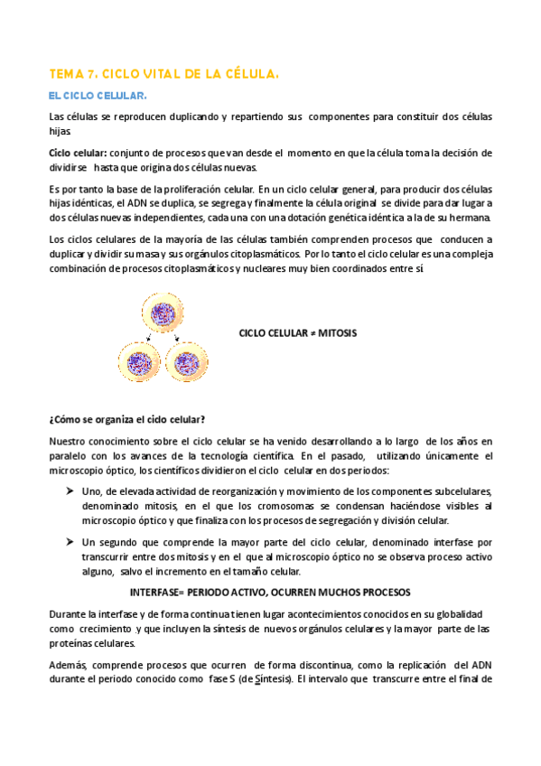 Miniatura del documento TEMA 7. EL CICLO CELULAR.pdf