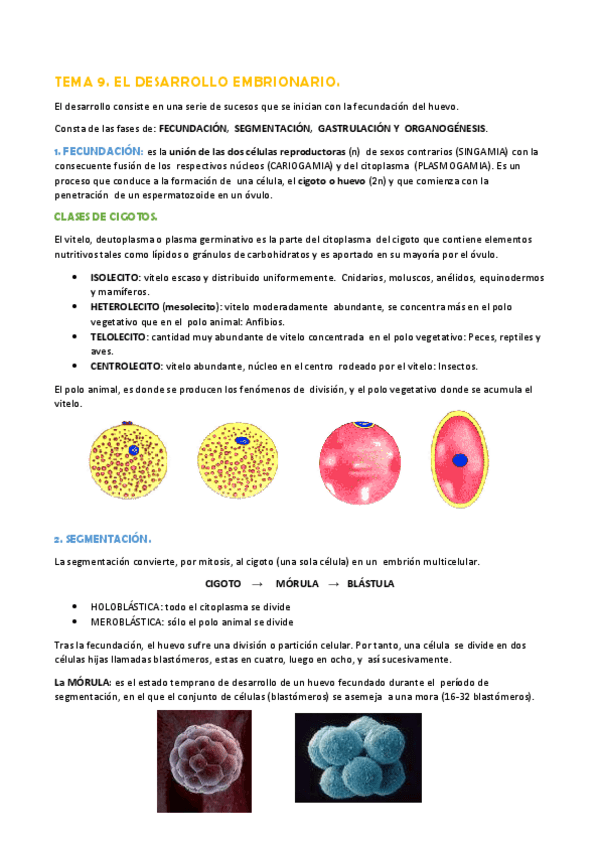 Miniatura del documento TEMA 9. EL DESARROLLO EMBRIONARIO.pdf