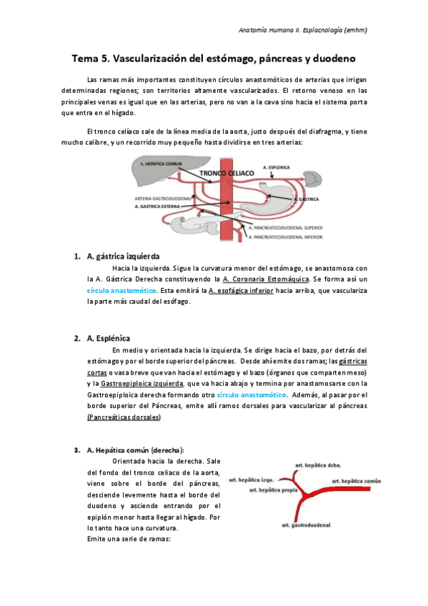 Miniatura del documento T5. Vascularización del estómago- páncreas y duodeno.pdf