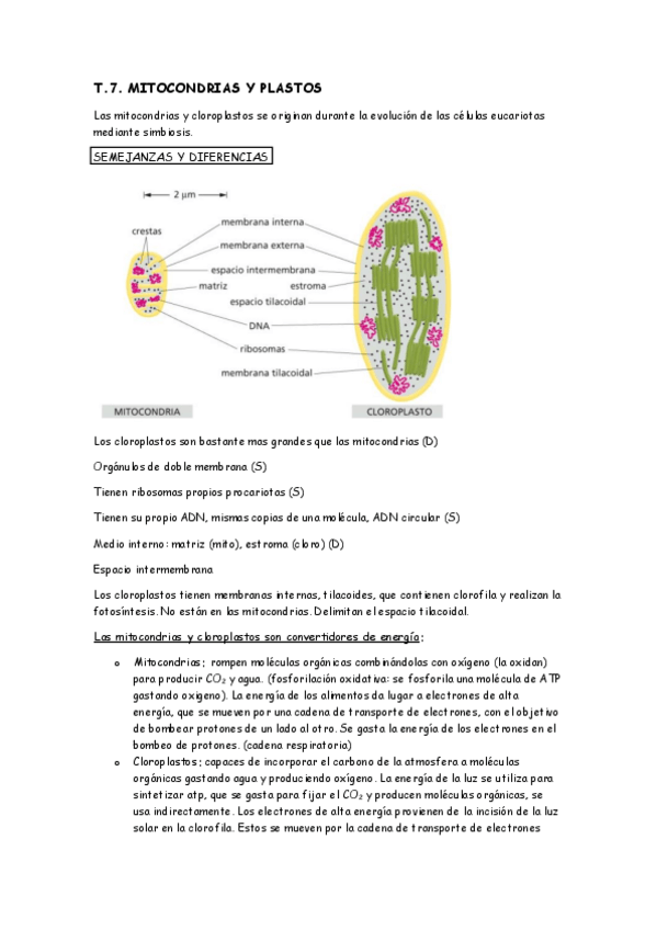 Miniatura del documento T.7.-mitocondria-y-cloroplasto.pdf