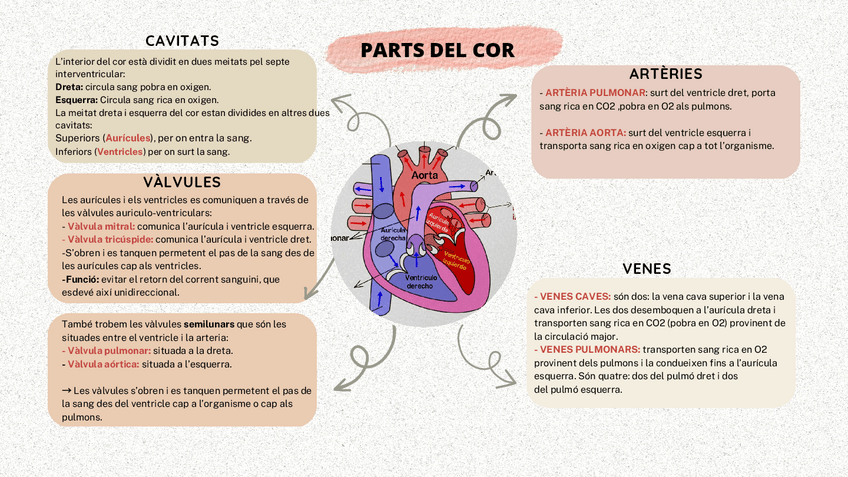 Miniatura del documento partes-del-corazon-y-sistema-circulatorio.pdf