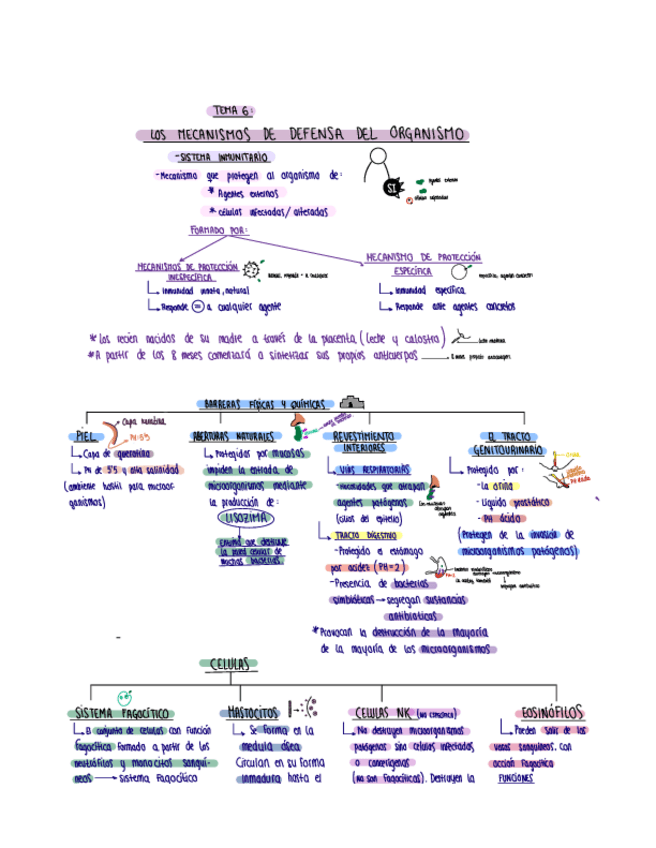 Miniatura del documento T6-Mecanismo-de-defensa-del-organismo.pdf