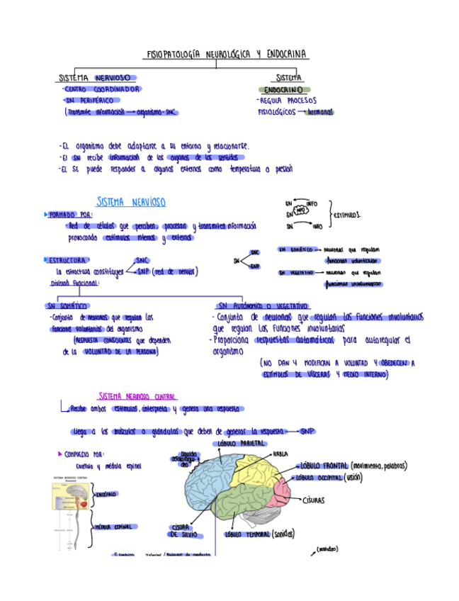 Miniatura del documento Fiiopatologia-neurologica-y-endocrina.pdf