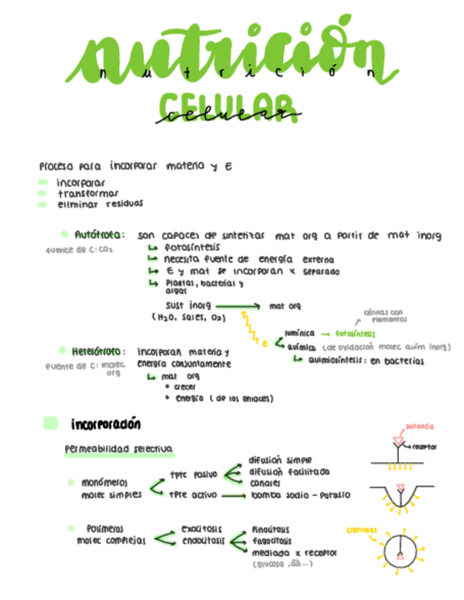 Miniatura del documento METABOLISMO-nutricion-celular.pdf