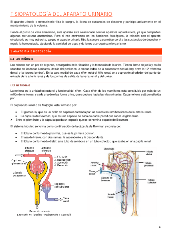 Miniatura del documento urinario.pdf
