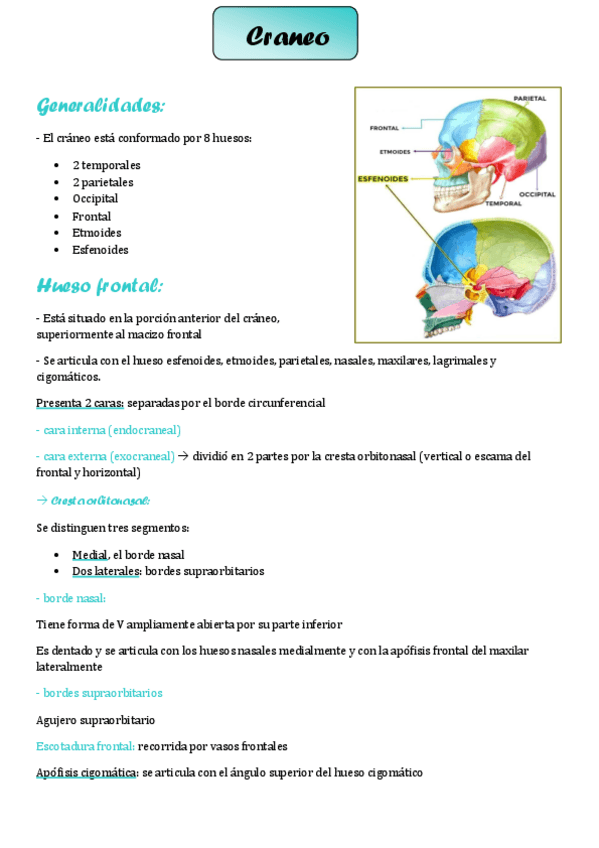 Miniatura del documento huesos-del-craneo.pdf