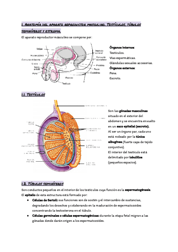 Miniatura del documento Tema-19.-El-aparato-reproductor..pdf
