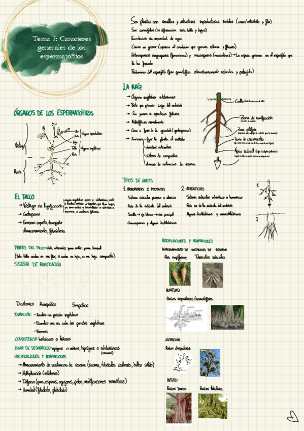 Miniatura del documento Tema-7-botanica.pdf