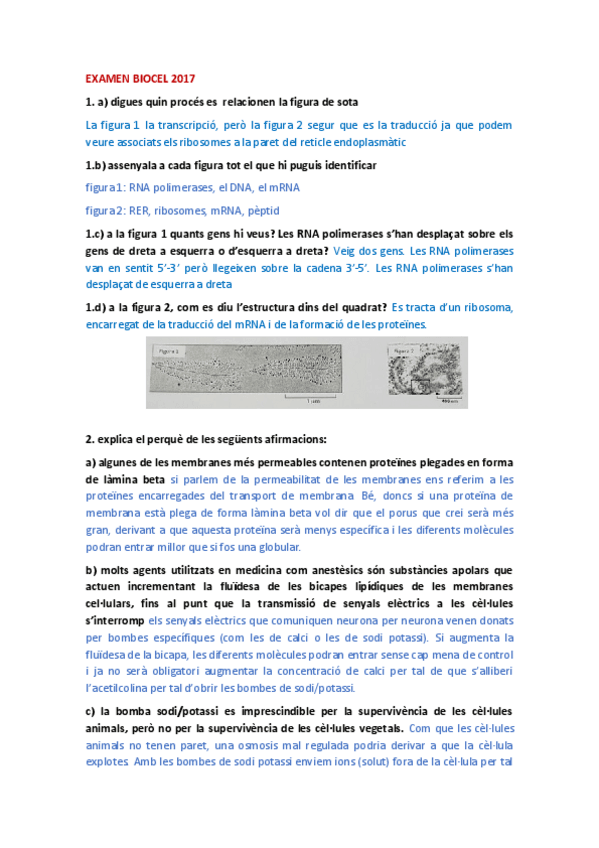 Miniatura del documento EXAMEN-BIOCEL.pdf