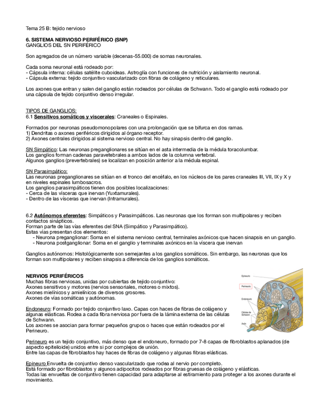 Miniatura del documento Tema-25-B-tejido-nervioso-b.pdf