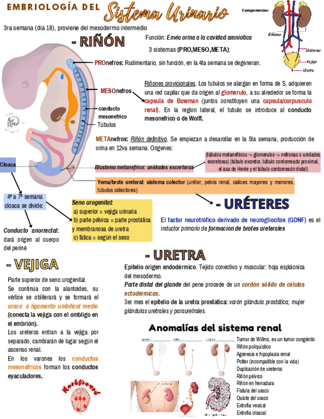 Miniatura del documento Sistema-Urinario.pdf