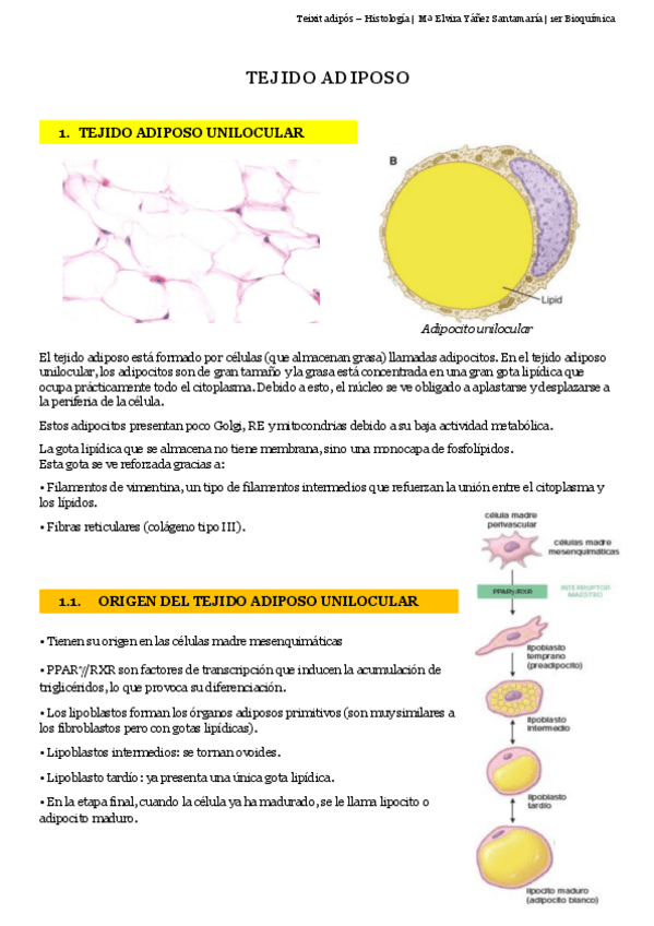 Miniatura del documento TEIXIT-ADIPOS.pdf