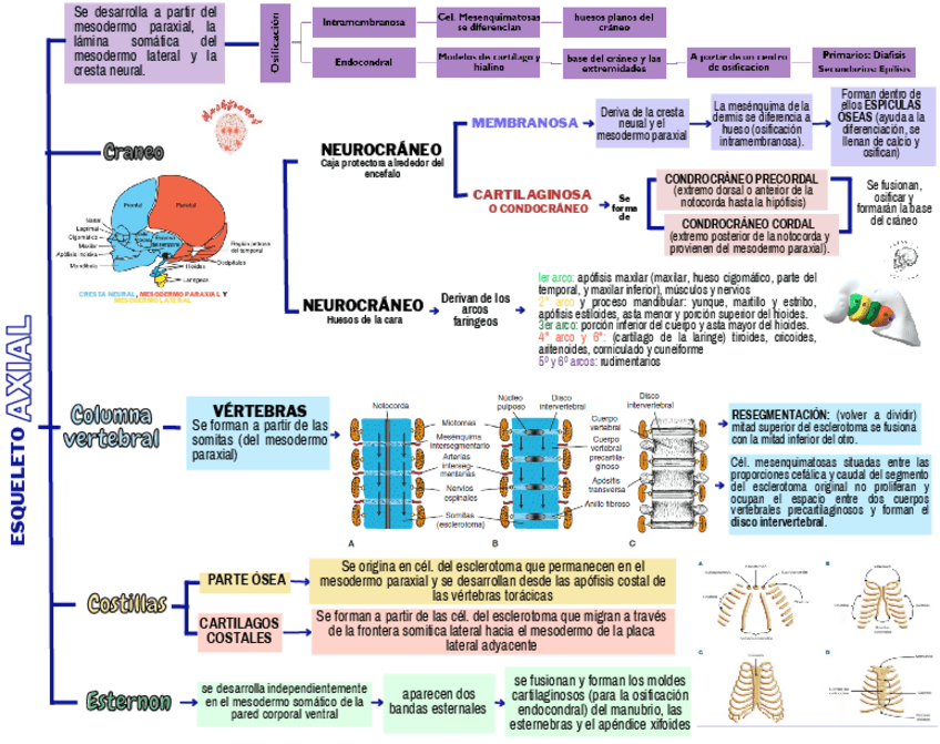 Miniatura del documento Esqueleto-axial.pdf