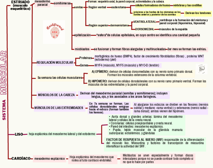 Miniatura del documento Sistema-muscular.pdf