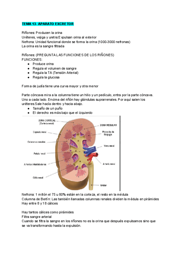 Miniatura del documento TEMA-13-APARATO-EXCRETOR.pdf