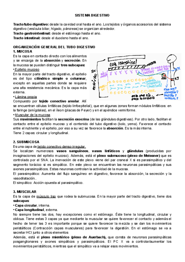 Miniatura del documento SISTEMA-DIGESTIVO (I-II-III).pdf