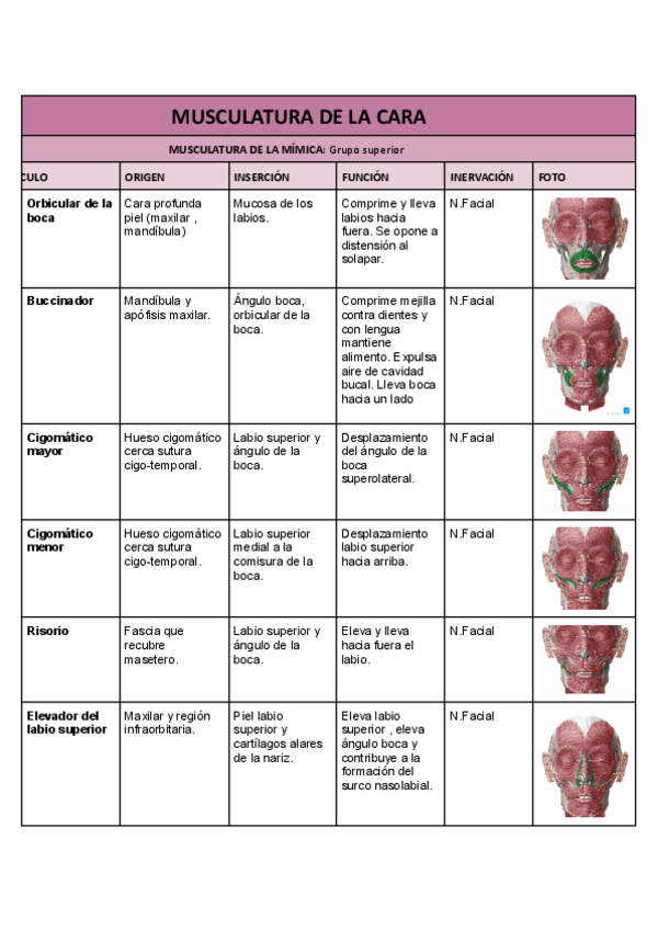 Miniatura del documento Musculatura-de-la-cara.pdf