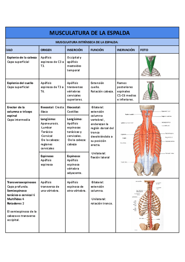 Miniatura del documento Musculatura-espalda-y-cuello.pdf