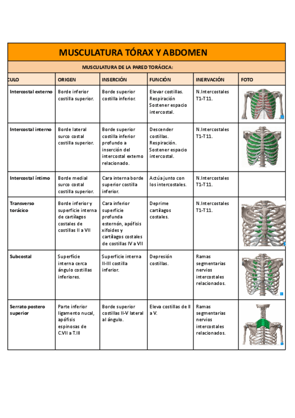 Miniatura del documento Musculatura-torax-y-abdomen.pdf