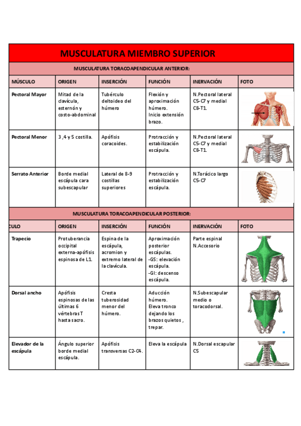 Miniatura del documento Musculatura-miembro-superior.pdf