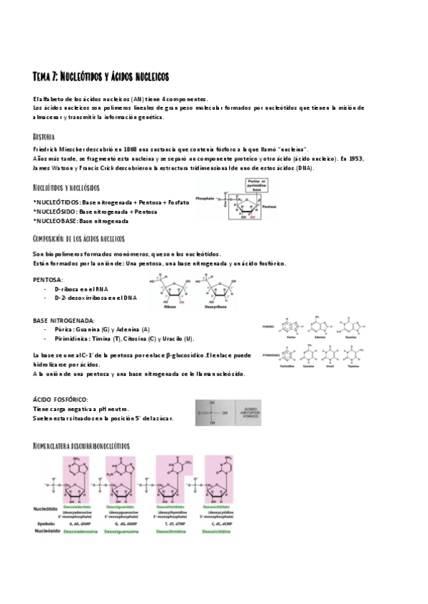 Miniatura del documento tema 7 - nucleótidos y ácidos nucleicos.pdf