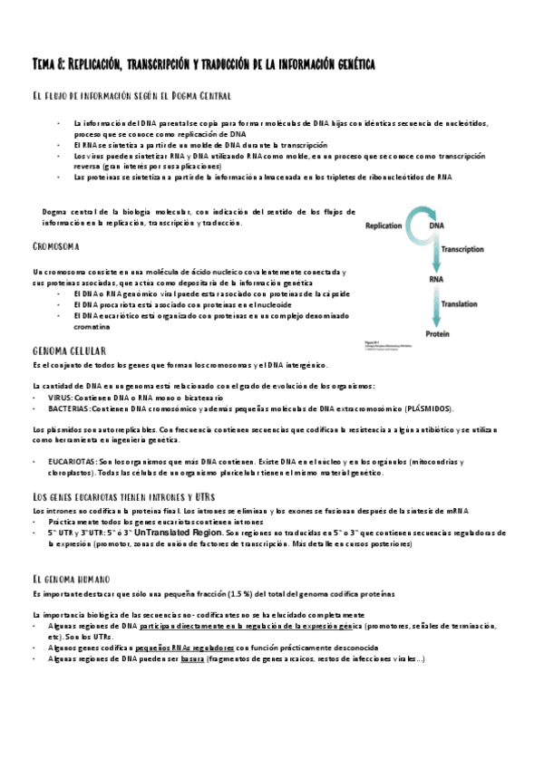 Miniatura del documento Tema-8-replicacion-transcripcion-y-traduccion-de-la-inf.-gen..pdf