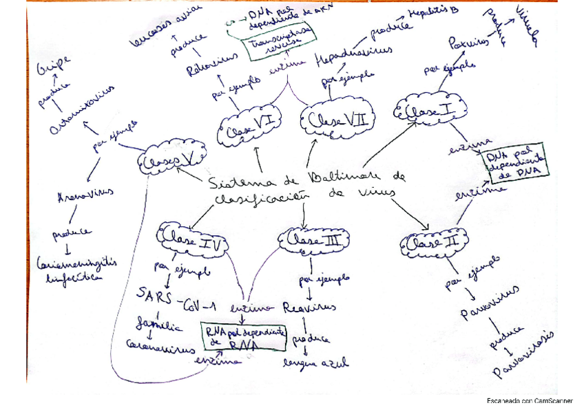Miniatura del documento Clasificación de Baltimore de los virus.pdf