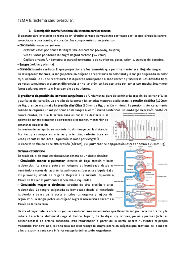 Miniatura del documento TEMA-5.-Sistema-cardiovascular.pdf