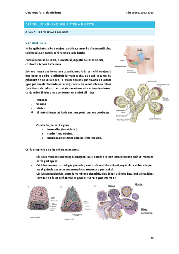 Miniatura del documento Tema-12-digestiu-glandules-annexes.pdf