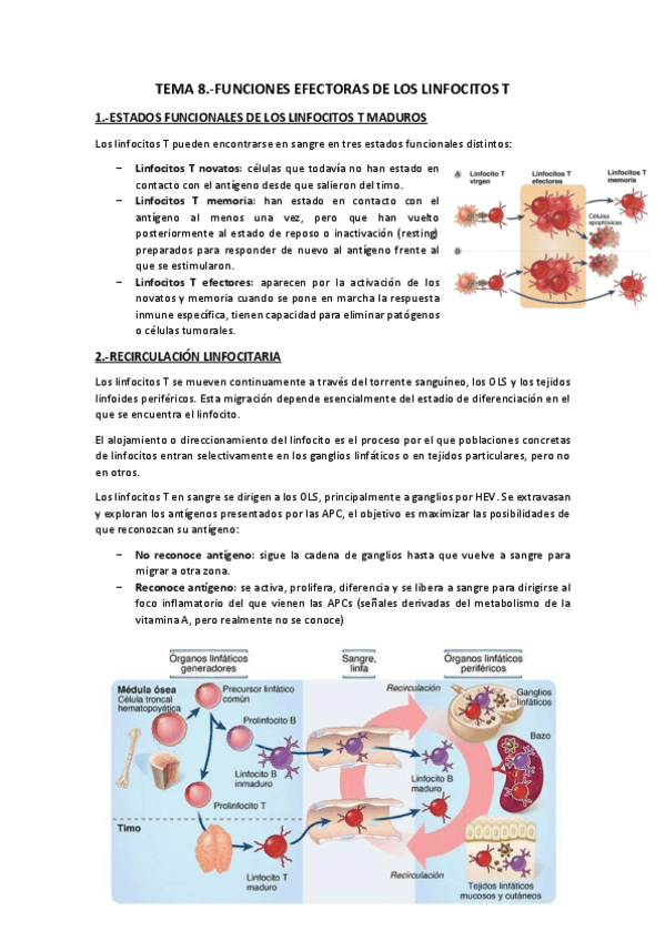 Miniatura del documento Tema 8.-Funciones efectoras linfocitos T.pdf