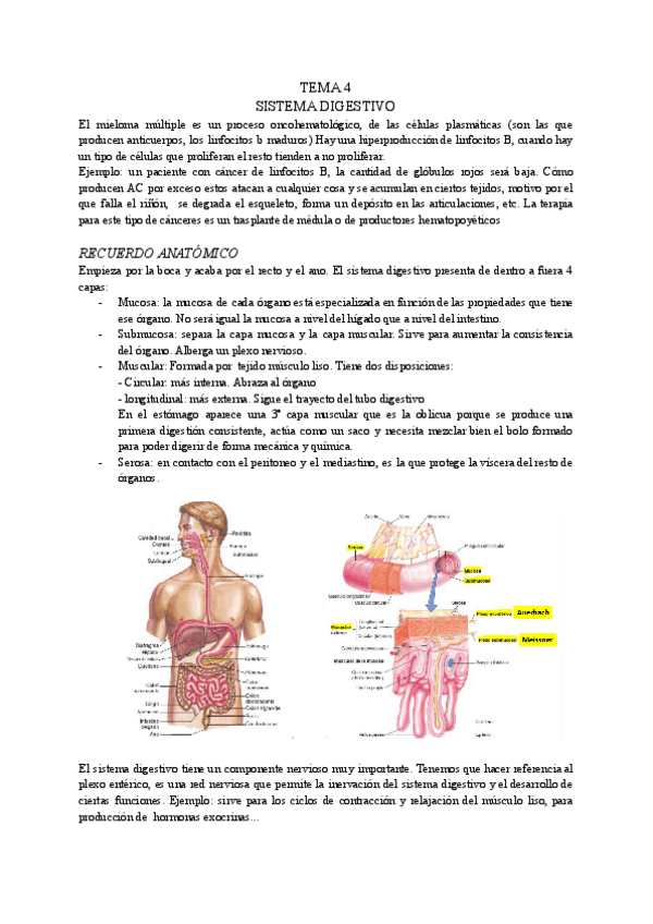 Miniatura del documento sistema-digestivo.pdf