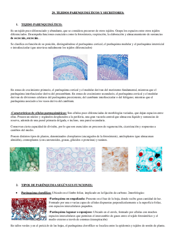 Miniatura del documento tema 29. tejidos parenquimáticos.pdf