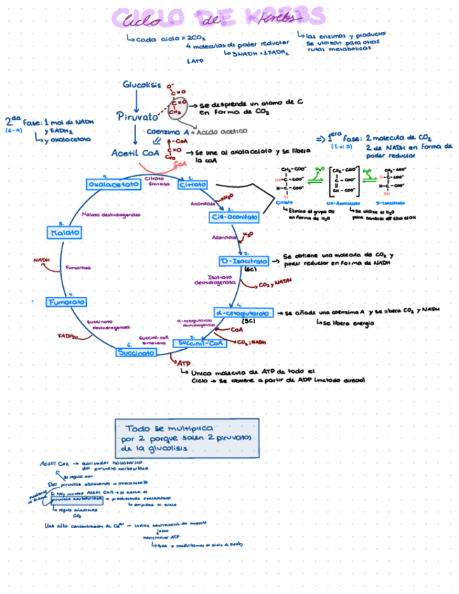 Miniatura del documento Ciclo-de-krebs.pdf