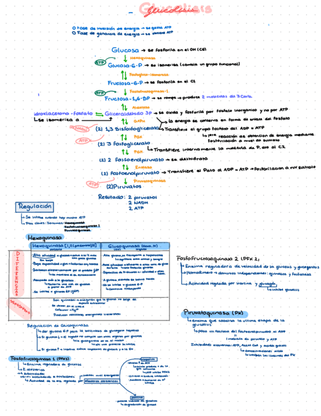 Miniatura del documento Glucolisis.pdf