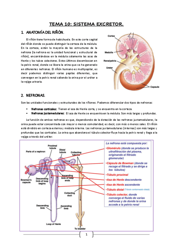 Miniatura del documento Fisiologia-Bloque-III-ultimos-temas.pdf