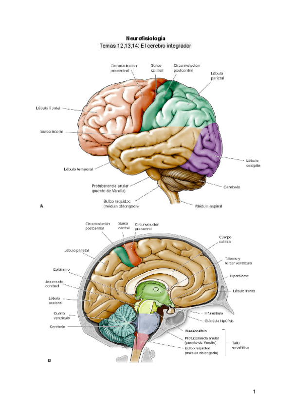 Miniatura del documento Neurofisiologia. TEMAS: 12, 13, 14.pdf