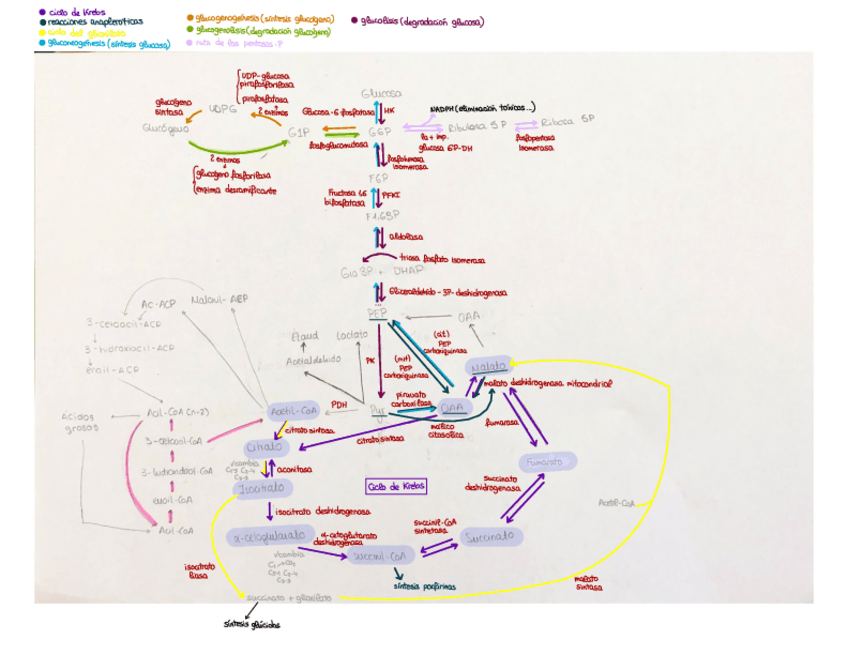 Miniatura del documento ESQUEMA-Todas-las-reacciones.pdf