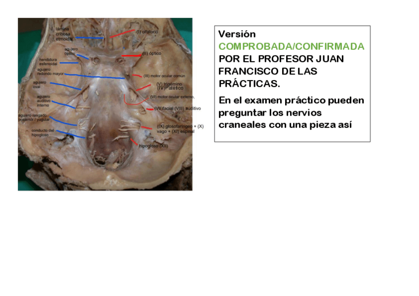 Miniatura del documento CORREGIDA! pieza real  de Pares-craneales-y orificios-del-craneo.pdf