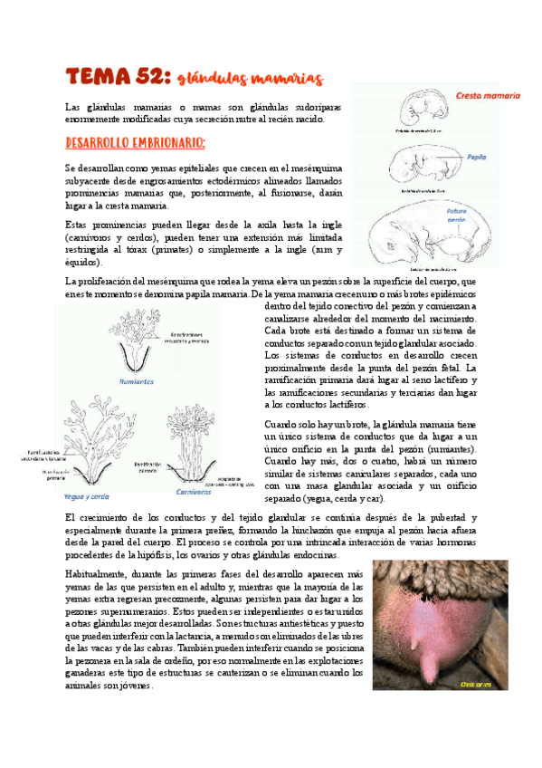 Miniatura del documento TEMA-52glandulas-mamarias.pdf