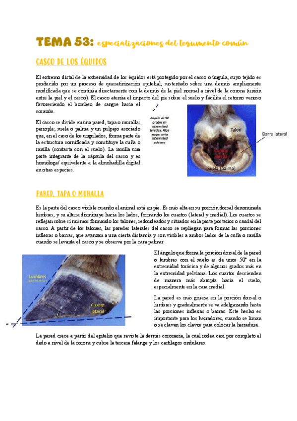 Miniatura del documento TEMA-53especializacionestegumento.pdf