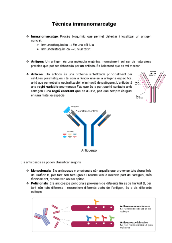 Miniatura del documento Seminari Tècniques immunomarcatge.pdf