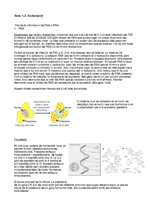 Miniatura del documento Tema-1.3-genetica.-Transcripcio.pdf