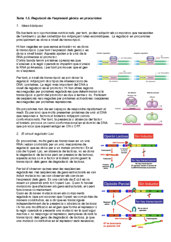 Miniatura del documento 1.5-Regulacio-de-lexpressio-genica-en-procariotes.pdf