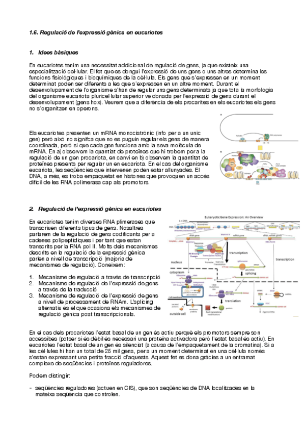 Miniatura del documento 1.6-regulacio-de-lexpressio-genica-en-eucariotes.pdf